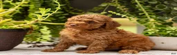 Toy Poodle dogs for sale: AKC Buster - Ad 5