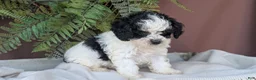 Cockapoo dogs for sale: Hazel - Ad 3