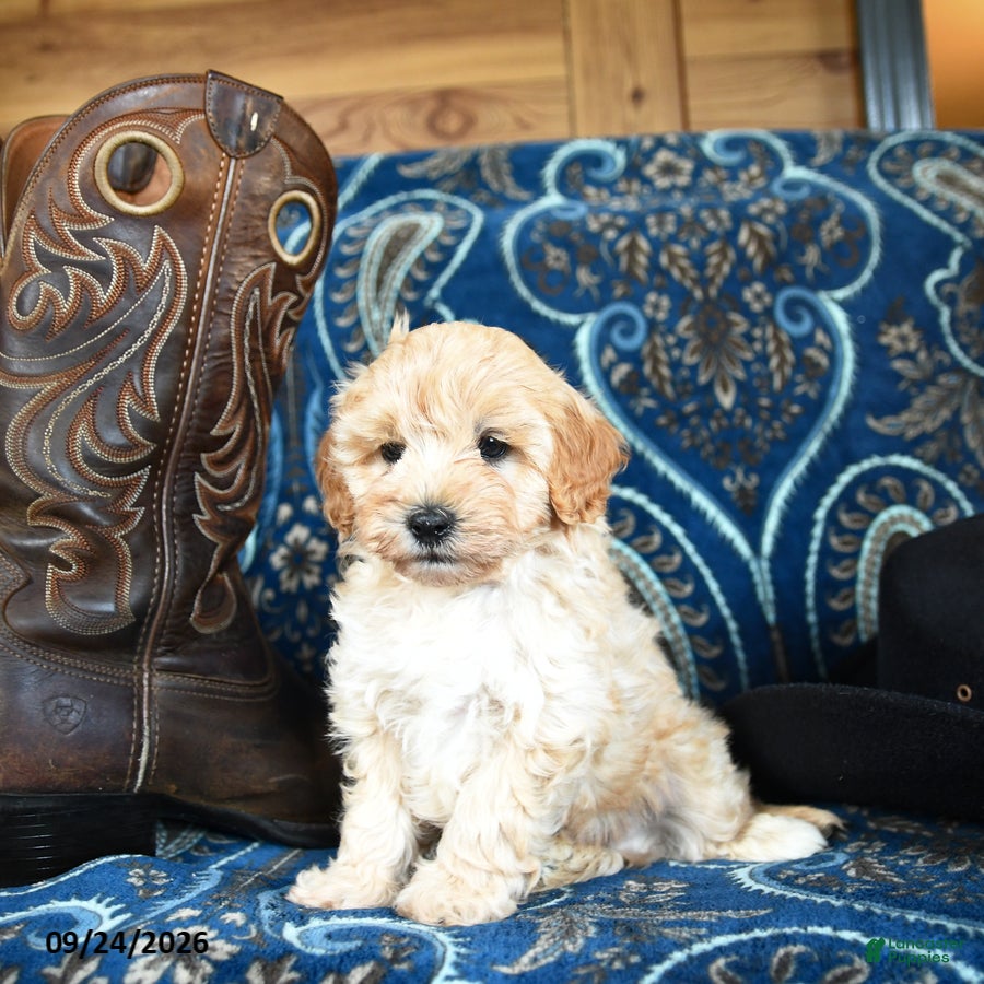 Cavapoo dogs Sherlock - Ad 1