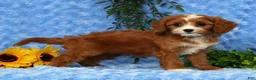 Cavapoo dogs for sale: Lexi - Ad 5