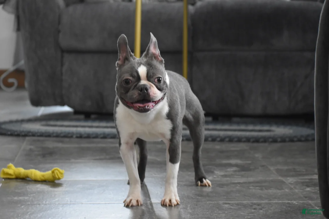 Boston Terrier dogs for sale: Rudy - Ad 8