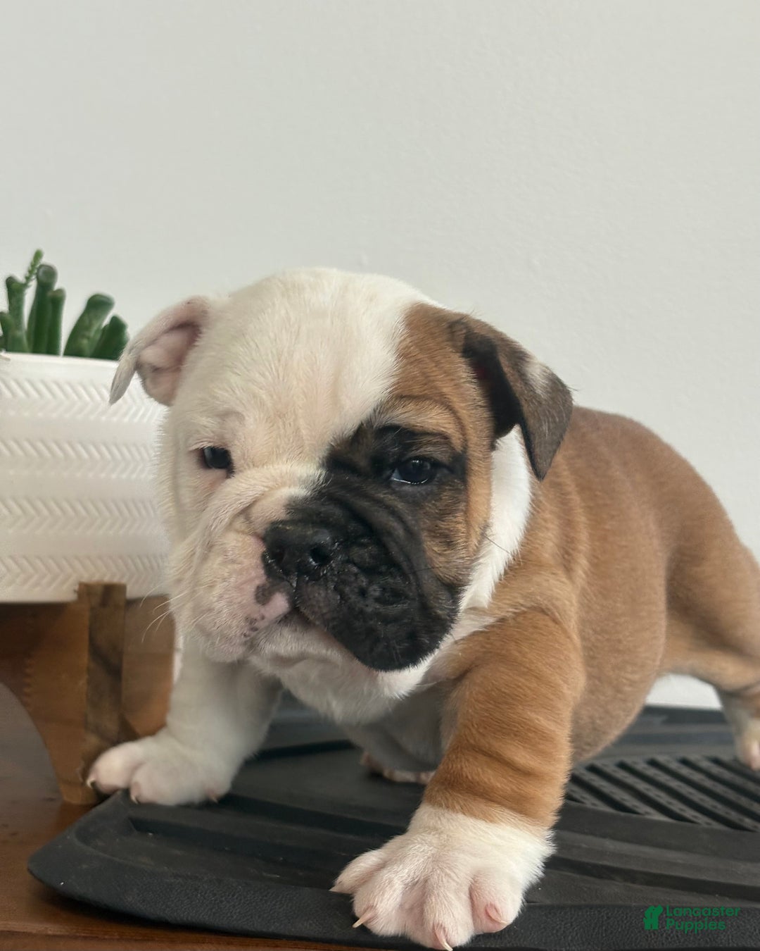 English Bulldog dogs for sale: Tater - Ad 5