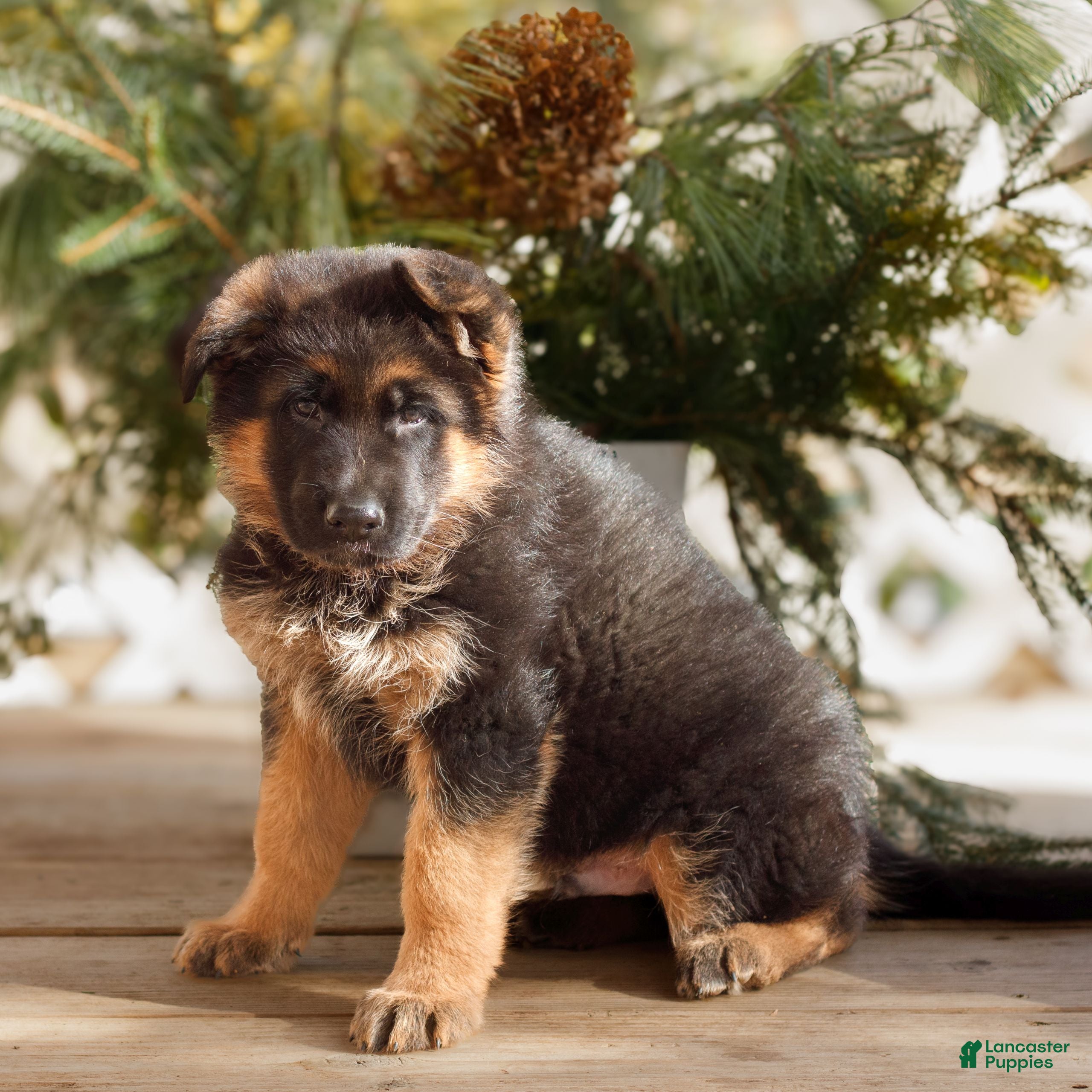 German Shepherd dogs Brody  - Ad 42