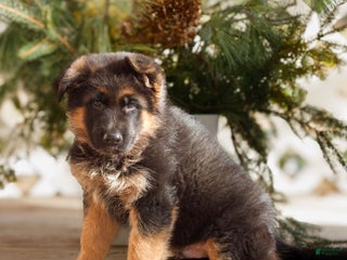 German Shepherd dogs Brody - Ad 36