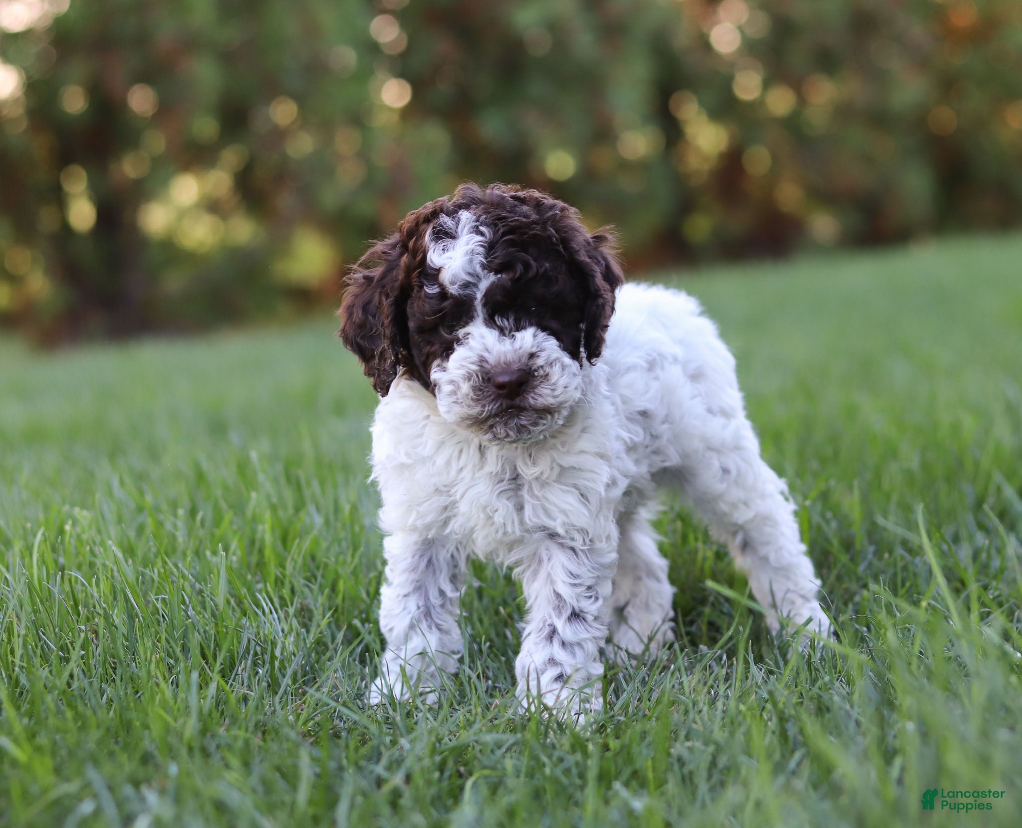 Lagotto Puppies Italian Water Dog Puppy Lagotto Romagnolo Dog