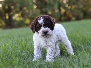 Lagotto Romagnolo dogs - Ad 3
