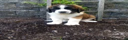 Saint Bernard dogs for sale: Macey  - Ad 1