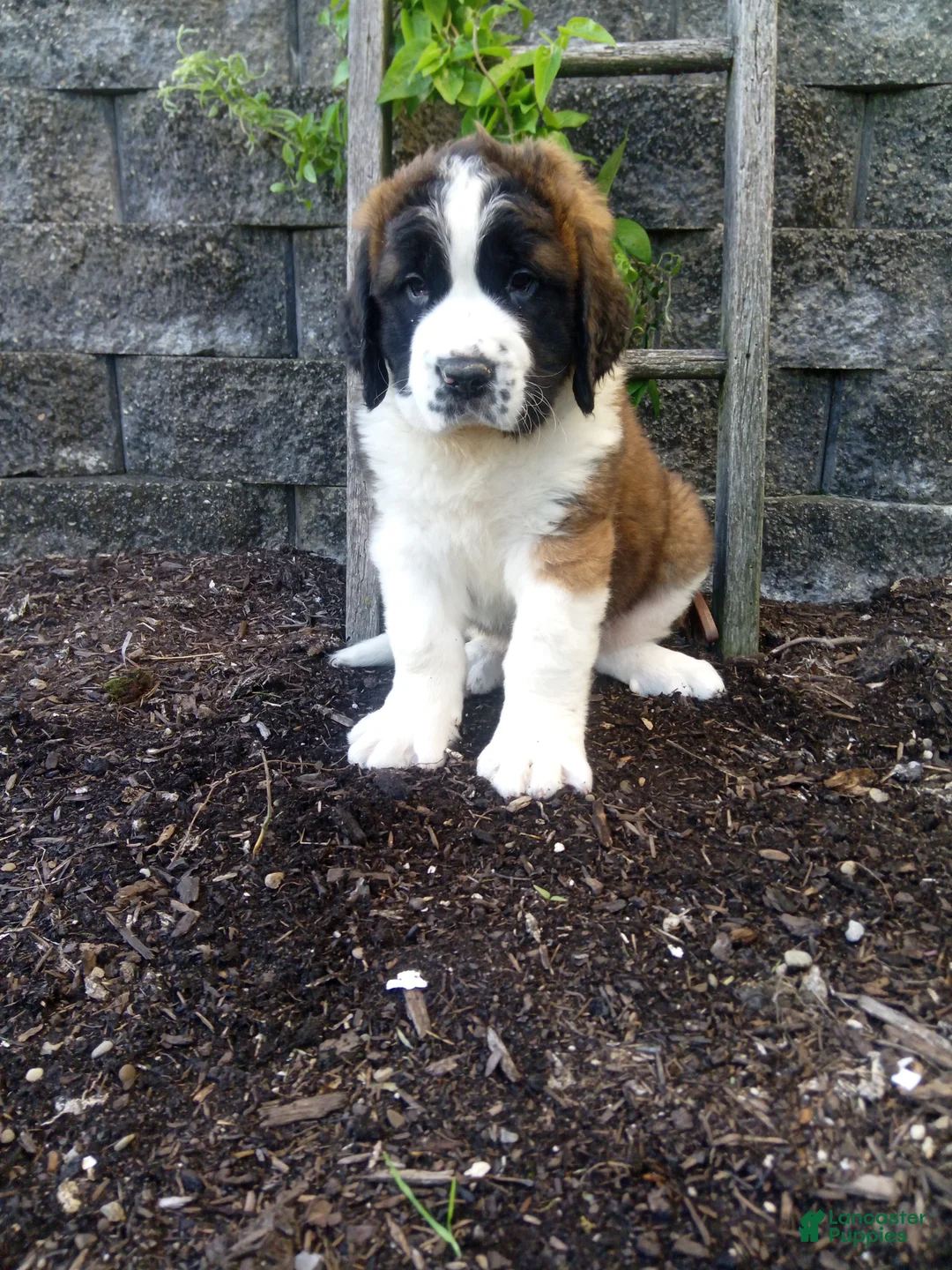 Saint Bernard dogs for sale: Macey  - Ad 1