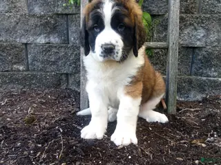 Saint Bernard dogs for sale: Macey - Ad 4