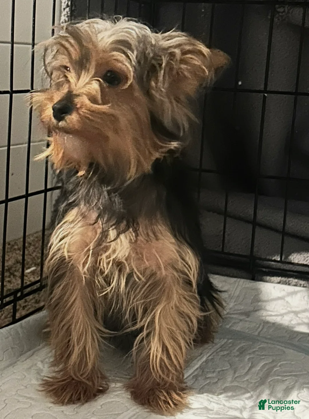 Yorkshire Terrier dogs for sale: Yorkshire Terrier Puppy 1 - Ad 3