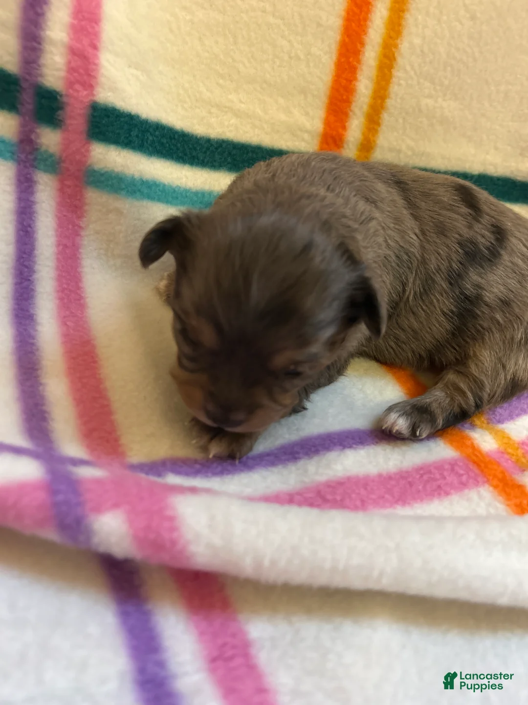 Chihuahua dogs for sale: Chihuahua Puppy 3 - Ad 3