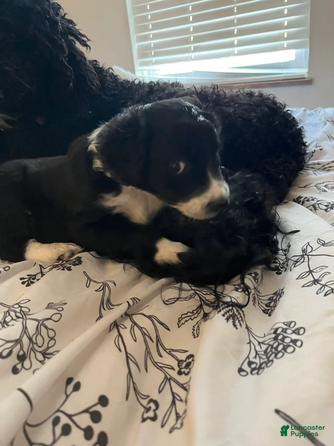 Aussiedoodle dogs for sale: Socks  - Ad 7