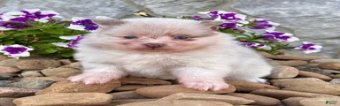 Sugar