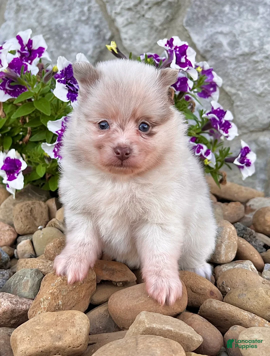 Pomeranian dogs for sale: Sugar - Ad 1