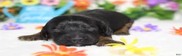 Cockapoo dogs for sale: Toffee  - Ad 2