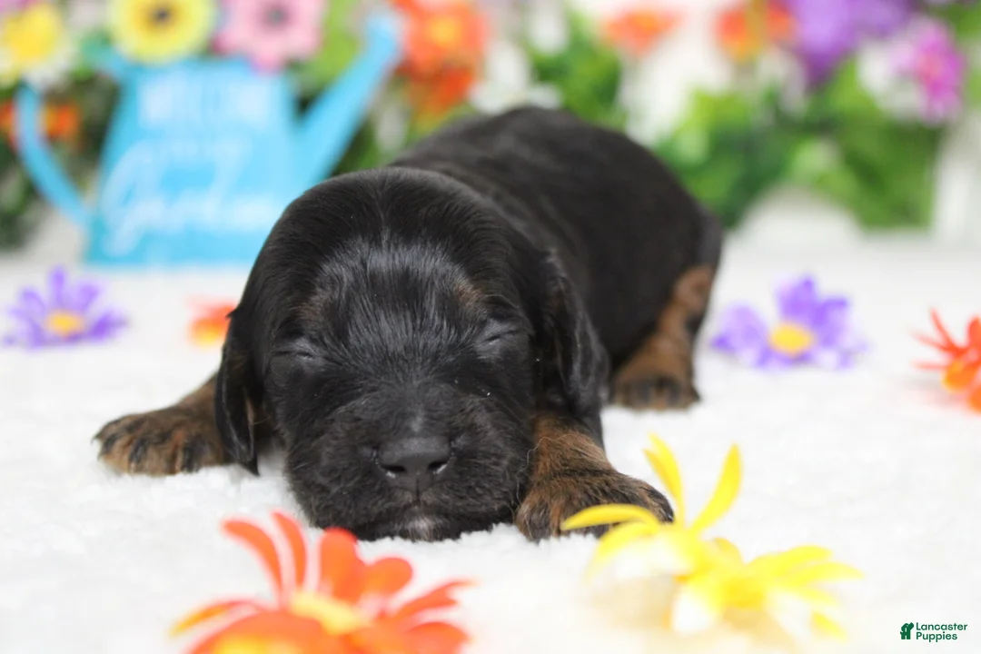 Cockapoo dogs for sale: Toffee  - Ad 2