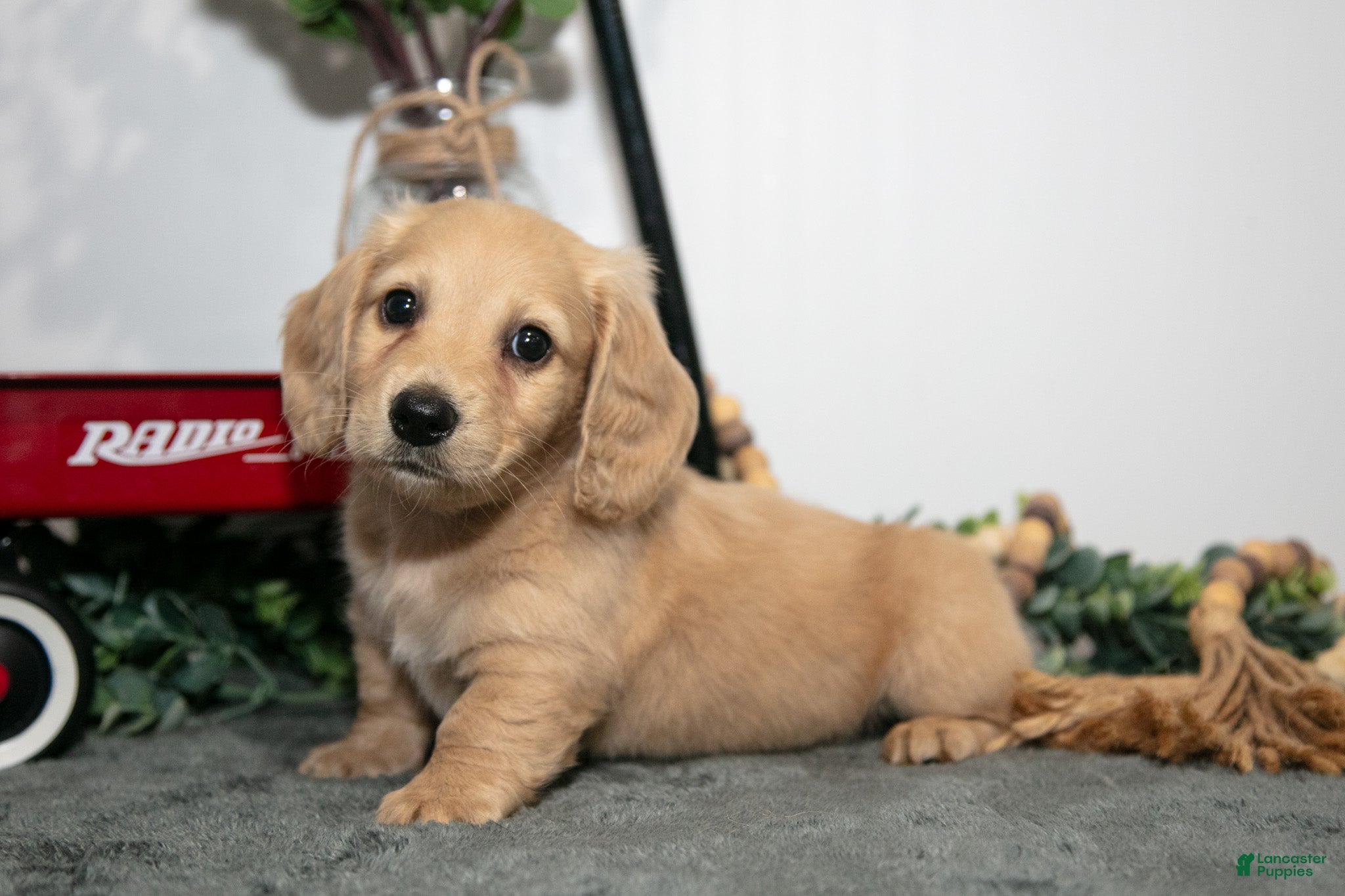 Miniature Dachshund dogs for sale: Dumbo - Ad 1