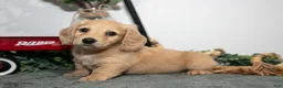 Miniature Dachshund dogs for sale: Dumbo - Ad 1