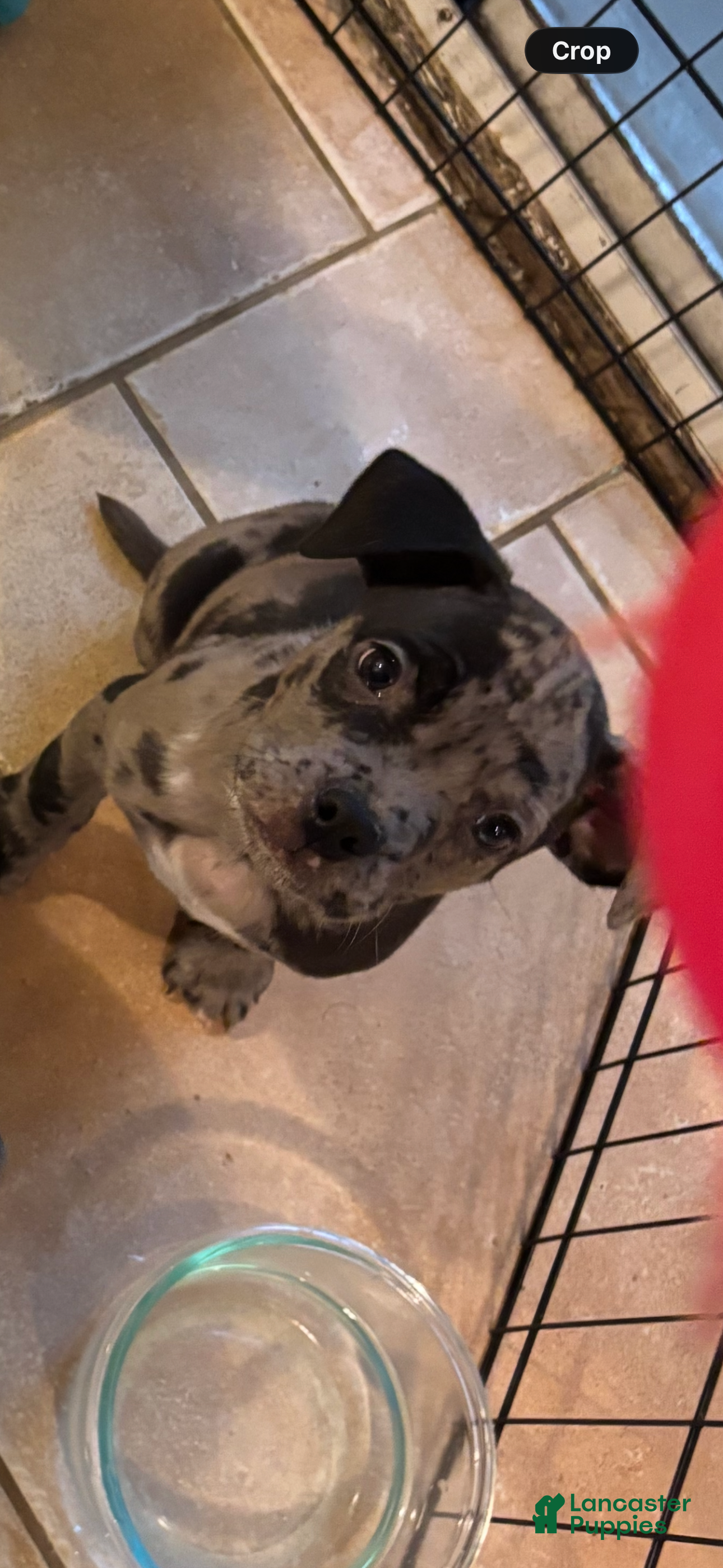 Mixed Breed dogs Uno - Ad 34