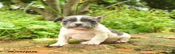 French Bulldog dogs for sale: Christine - Ad 9