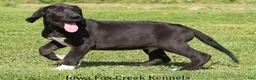 Great Dane dogs for sale: Max - Ad 11