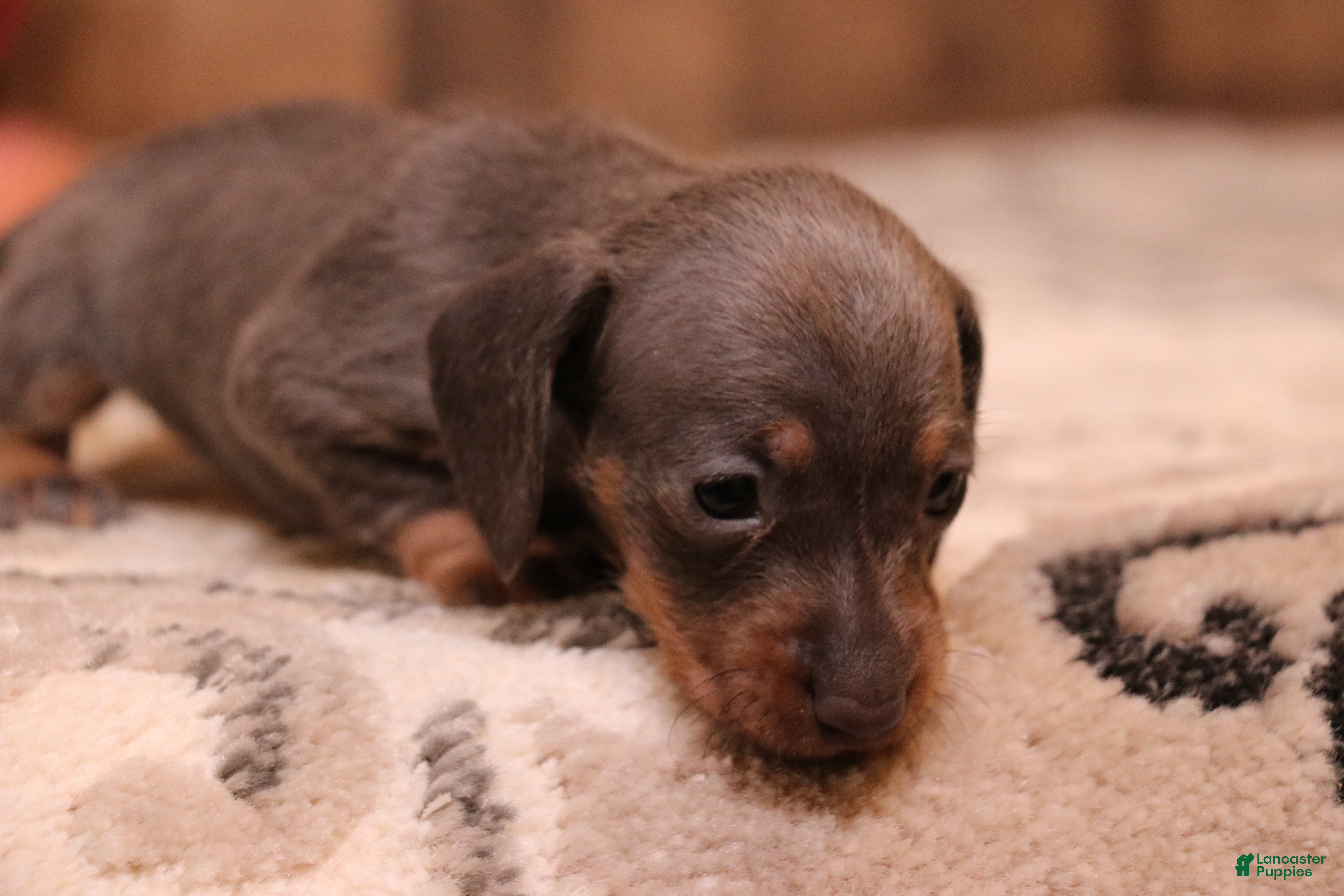 Miniature Dachshund dogs Sparrow blue/tan wirehair - Ad 5