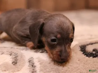 Miniature Dachshund dogs Sparrow blue/tan wirehair - Ad 5