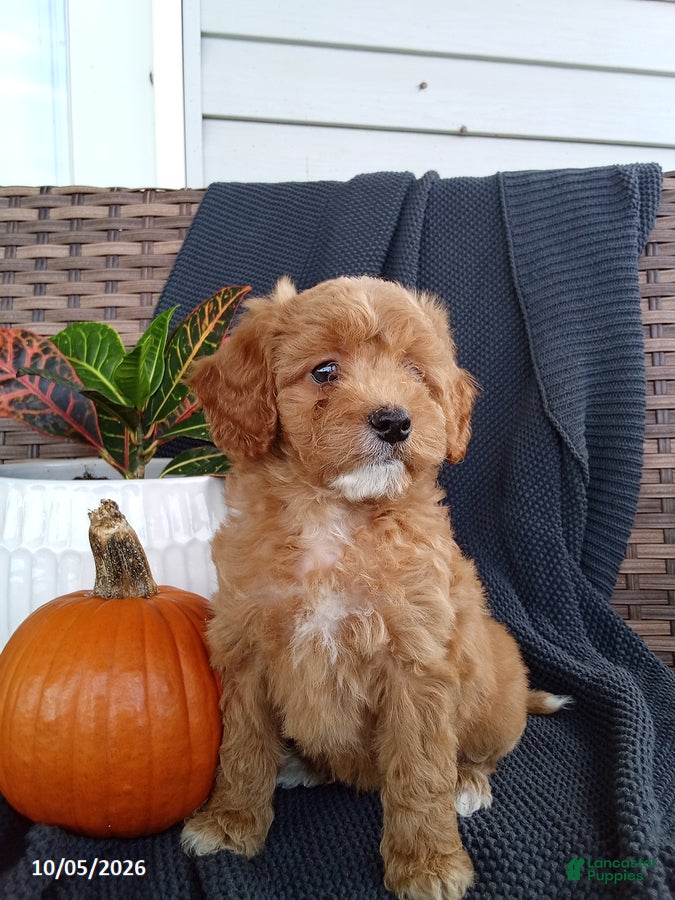 Olson (Mixed breed, Male) in Dalmatia, PA