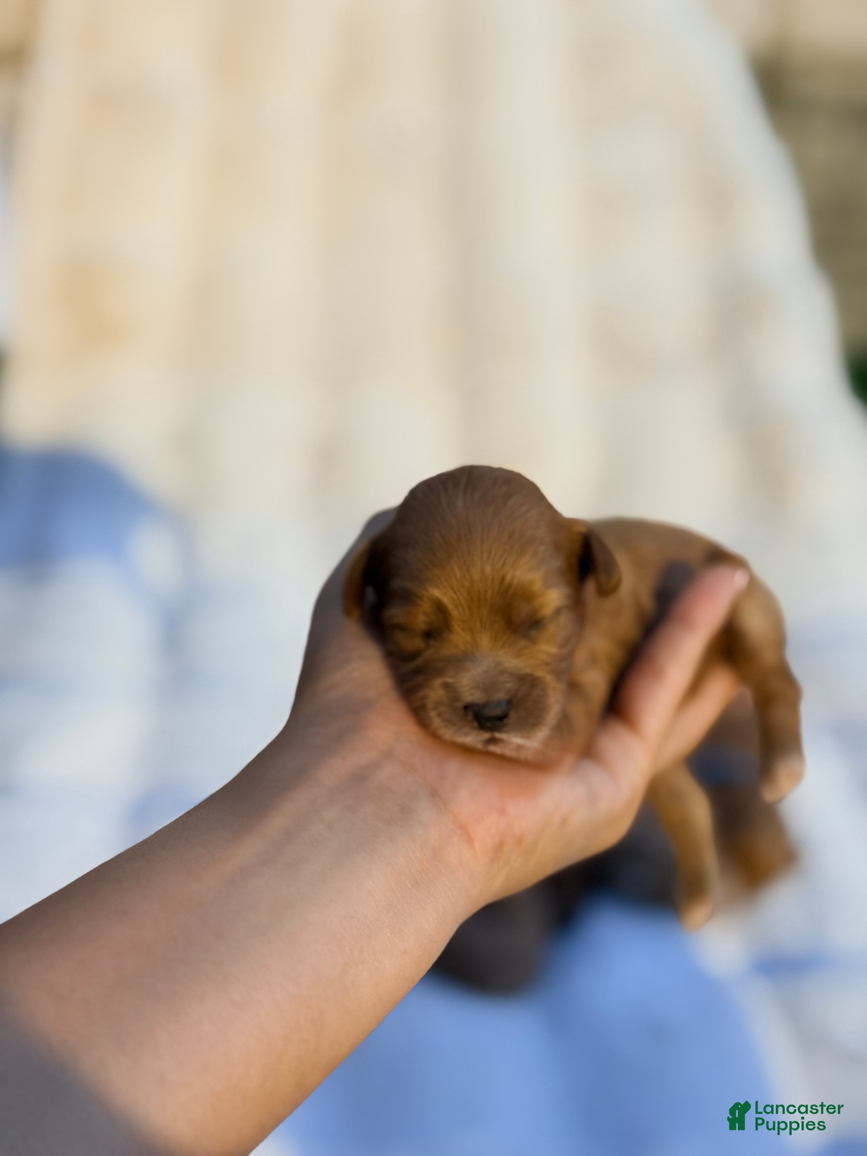 Irish Doodle dogs for sale: Stich - Ad 3