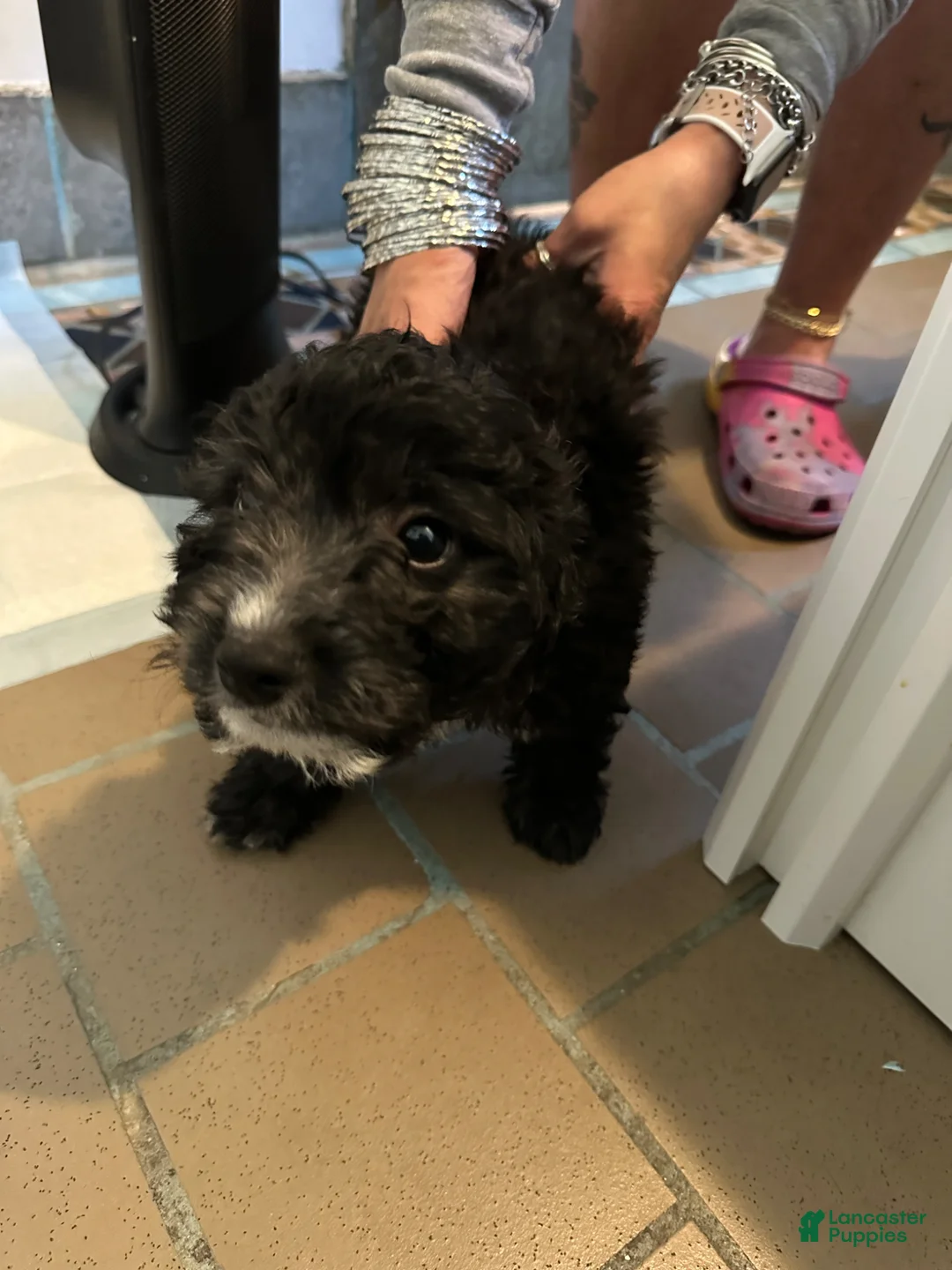 Chipoo dogs for sale: Chipoo Puppy 2 - Ad 2