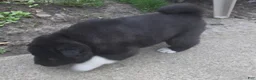Akita dogs for sale: Yuki the Akita! - Ad 13