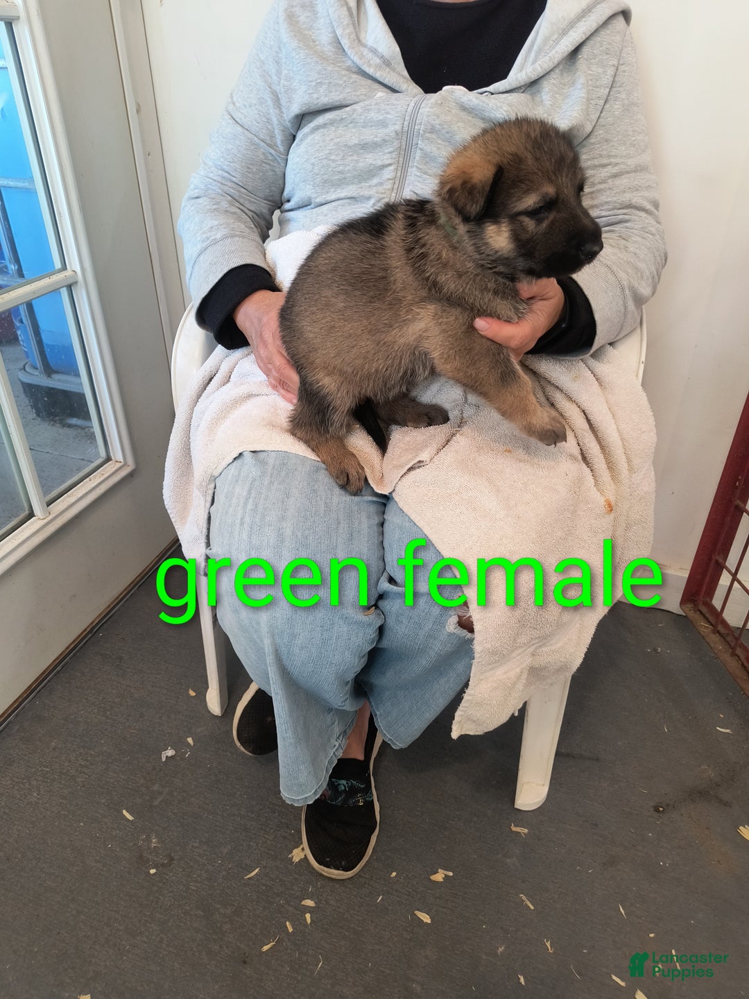 German Shepherd dogs for sale: Green collar female  - Ad 3