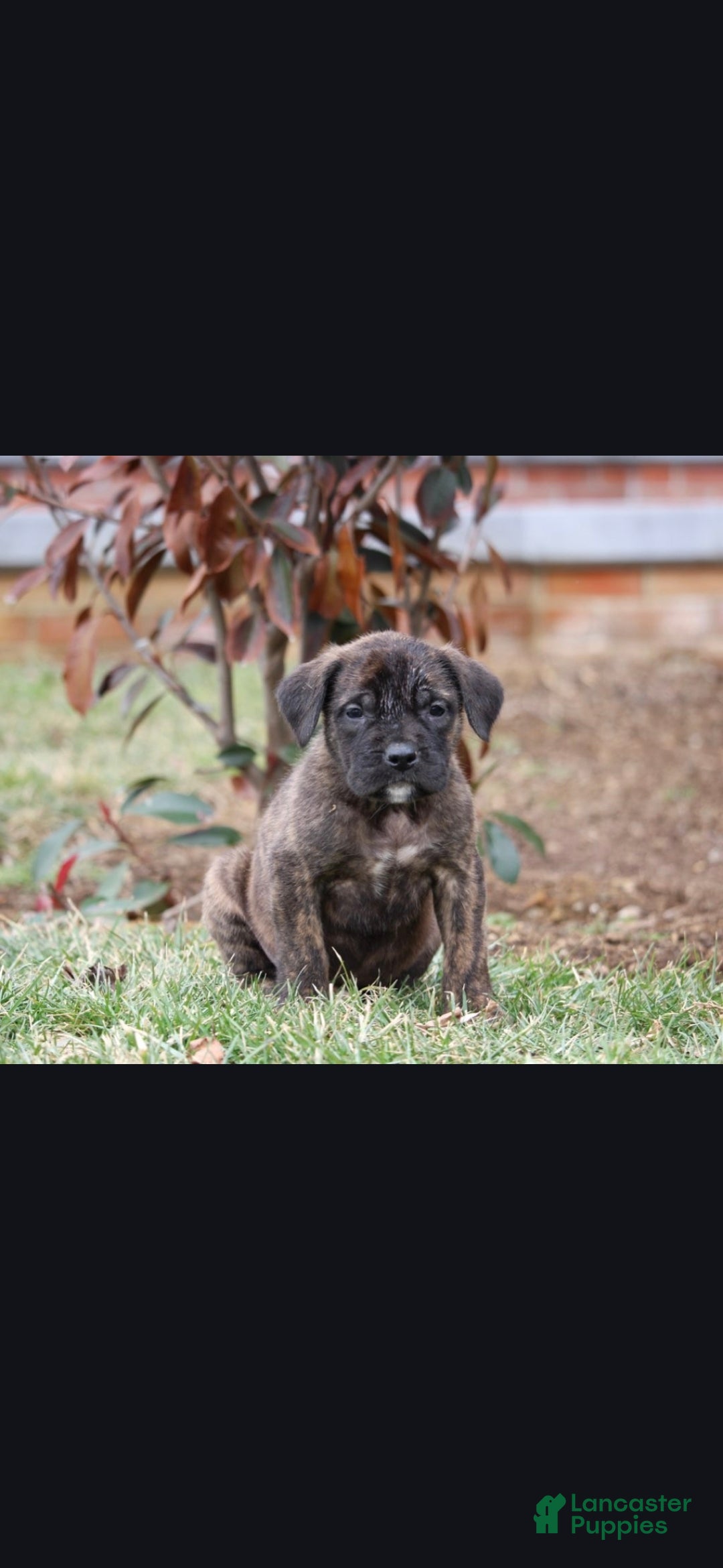 English Mastiff dogs Aspen - Ad 1