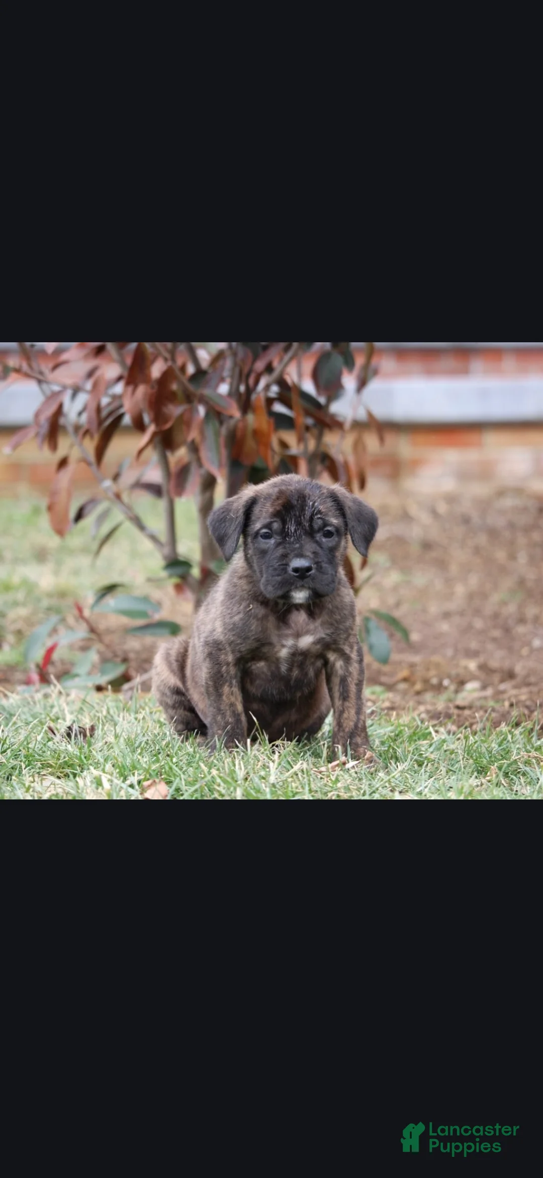 English Mastiff dogs for sale: Aspen - Ad 1