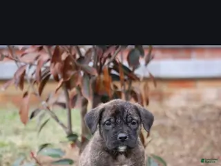 English Mastiff dogs for sale: Aspen - Ad 2