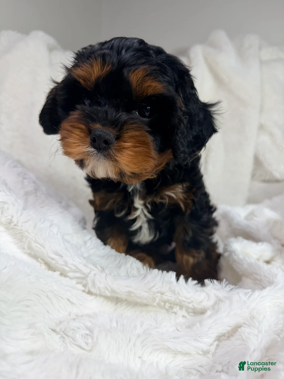 Cavapoo dogs for sale: Reese 💙 - Ad 10