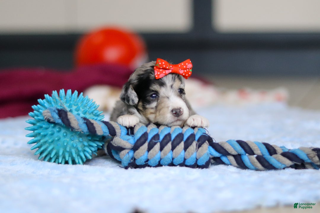 Mini Bernedoodle dogs for sale: Daisy — Female — $2499 - Ad 2