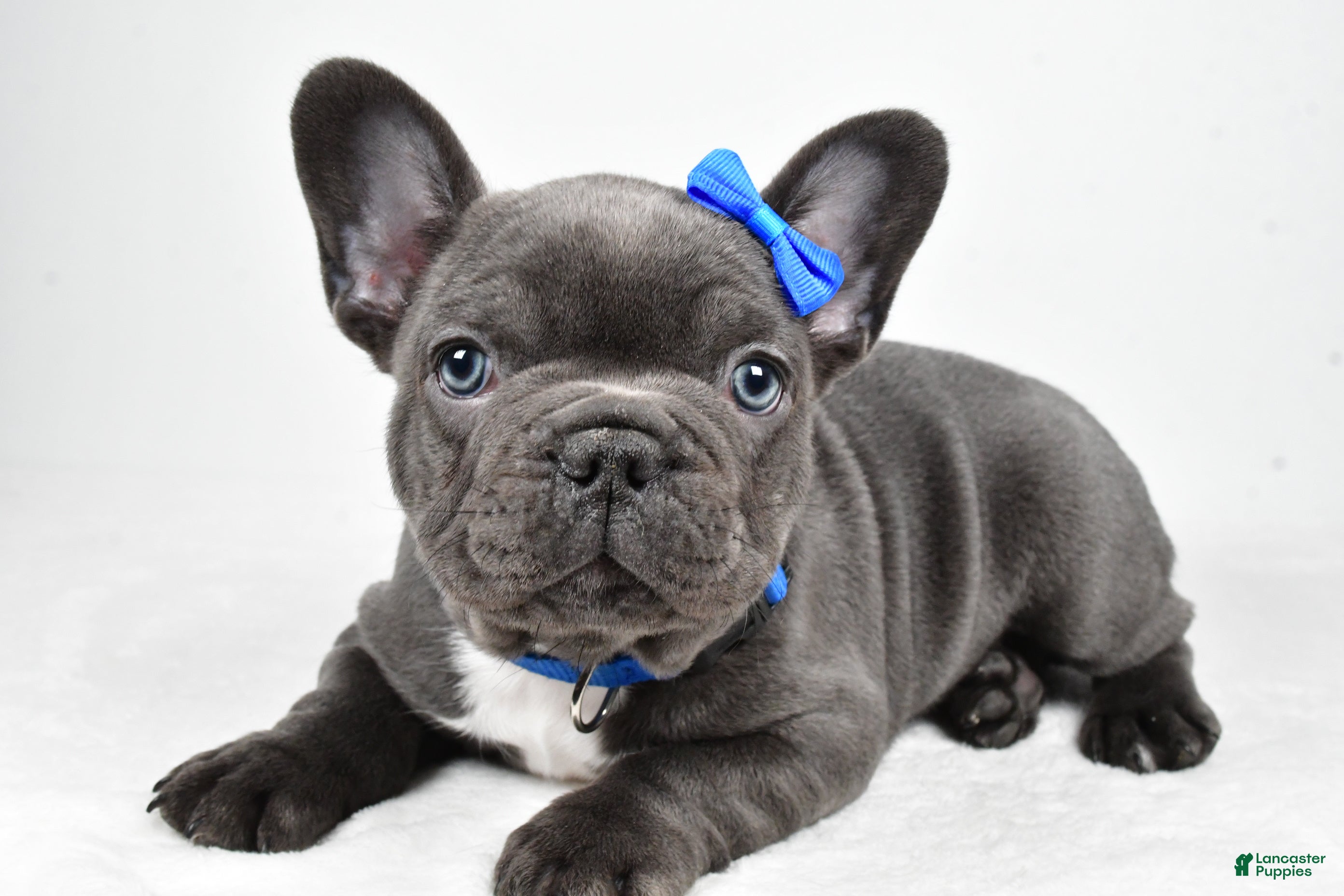 French Bulldog dogs AJ - Ad 9