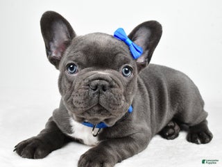 French Bulldog dogs AJ - Ad 23