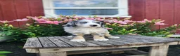 Bernedoodle dogs for sale: Colt - Ad 3