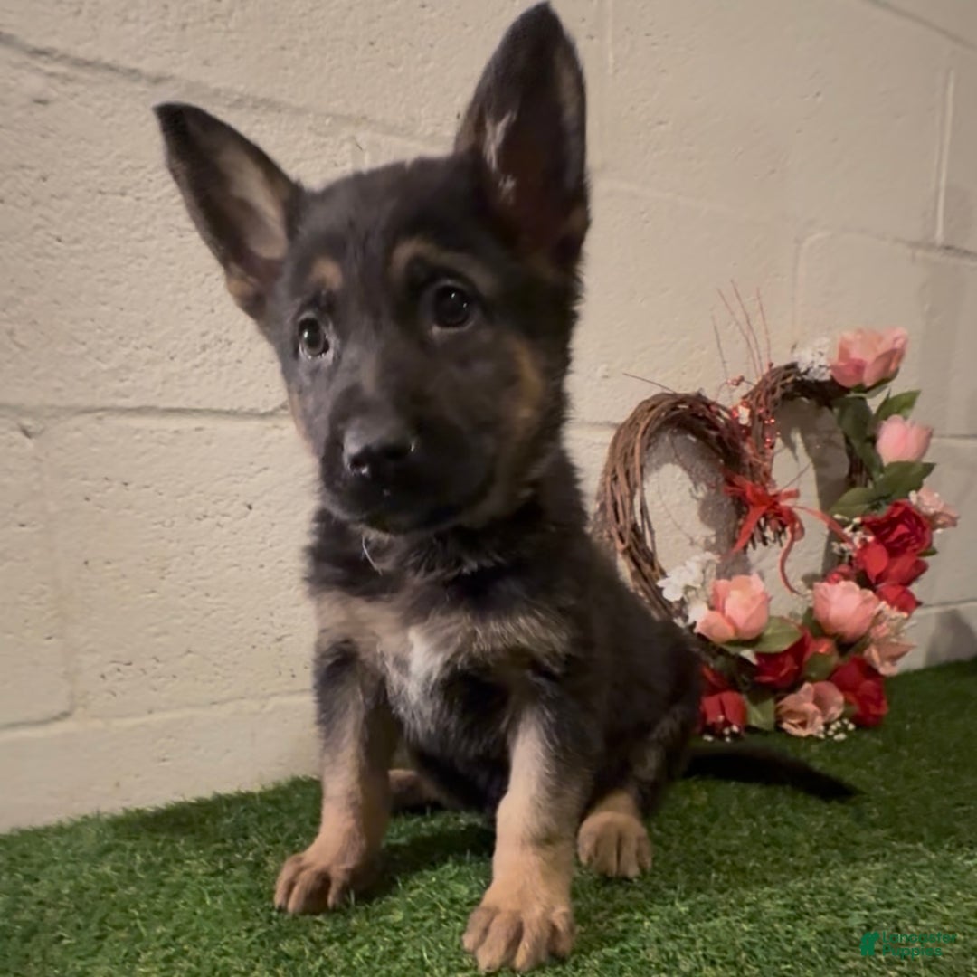 German Shepherd dogs for sale: SIMON - Ad 2