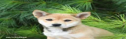 Shiba Inu dogs for sale: Skyla - Ad 4