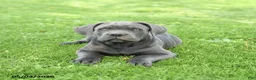 Cane Corso dogs for sale: Sterling - Ad 5