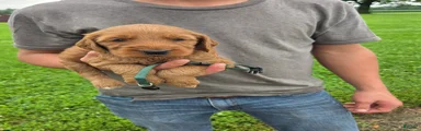 Mixed Breed 4 Camo