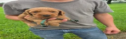 Mixed Breed dogs for sale: Mixed Breed 4 Camo - Ad 1