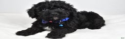 Cavapoo dogs for sale: Sterling - Ad 6