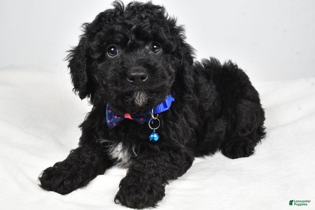 Cavapoo dogs for sale: Sterling - Ad 6