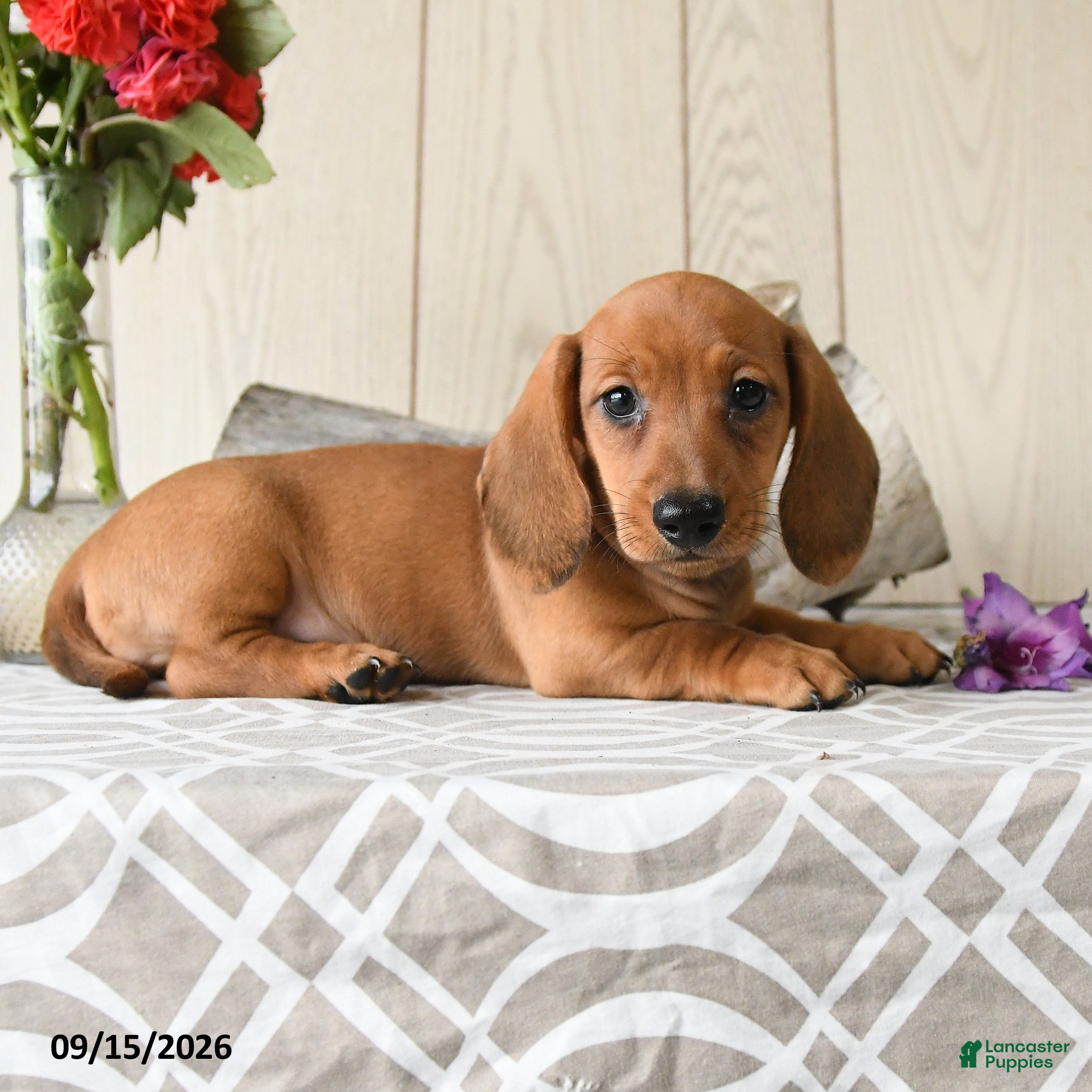 Miniature Dachshund dogs Oscar - Ad 1