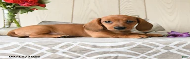 Oscar
