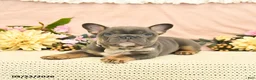 French Bulldog dogs for sale: Champ  - Ad 4